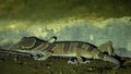 Spotted Malayan Banded Gecko Cyrtodactylus pulchellusHiding under Rock. Jungle Safari in Rainforest of Malaysia