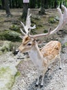 spotted male fallow deer in deer forest at southwicks zoo, mendon, ma Royalty Free Stock Photo