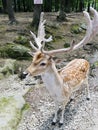 spotted male fallow deer in deer forest at southwicks zoo, mendon, ma