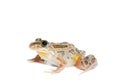 Spotted Marsh Frog