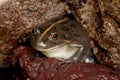 Spotted Marsh Frog