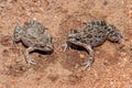 Spotted Marsh frogs