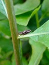 Spotted this Meadow Spittlebug & x28;Philaenus spumarius& x29; resting on a leaf today Royalty Free Stock Photo