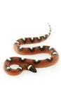 Spotted Mexican Milk Snake Royalty Free Stock Photo