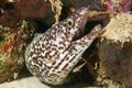 Spotted Moray - Bonaire