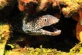 Spotted Moray