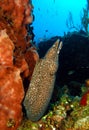 Spotted moray eel Royalty Free Stock Photo