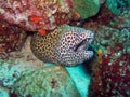 Spotted Moray Eel