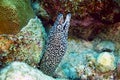 Spotted moray eel