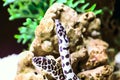 Spotted Moray Eel Royalty Free Stock Photo