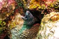 Spotted Moray Eel in Belize Barrier Reef