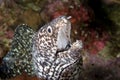 Spotted Moray Eel close-up