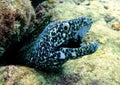 Spotted moray eel