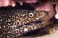 Spotted moray eel