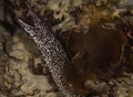 Spotted Moray Eel