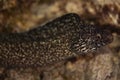 Spotted Moray Eel