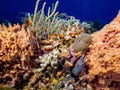 Spotted Moray Eel peeking out of Coral