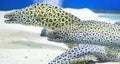 Moray eel Royalty Free Stock Photo
