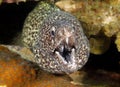 Spotted moray eel ,utila,honduras underwater snake Royalty Free Stock Photo