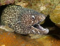 Spotted moray eel ,utila,honduras underwater snake Royalty Free Stock Photo