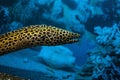 Spotted moray eels