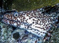 Spotted moray,Gymnothorax isingteena