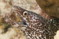 Spotted Moray (Gymnothorax moringa) - Bonaire