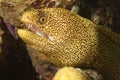 Spotted Moray (Gymnothorax moringa) - Bonaire