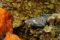 Spotted Moray (Gymnothorax moringa) - Cozumel, Mex