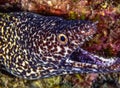 spotted moray,Gymnothorax moringa i Royalty Free Stock Photo