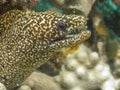 Spotted moray,Gymnothorax moringa Royalty Free Stock Photo