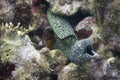 Spotted moray open mouth to breath