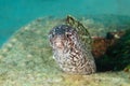 Spotted Moray Hiding in Wrecked Airplane Fuselage Royalty Free Stock Photo