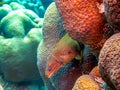 Spotted morey eel, Bonaire underwater