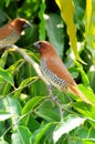 Spotted munia Royalty Free Stock Photo