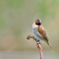 Spotted munia bird