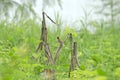 Spotted munia bird