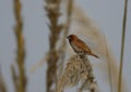 Spotted munia