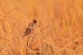 A spotted munia or scaly breasted munia or lonchura punctulata or nutmeg mannikin is perching on a sheaf of paddy Royalty Free Stock Photo