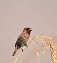 A spotted munia or scaly breasted munia or lonchura punctulata or nutmeg mannikin is perching on a sheaf of paddy Royalty Free Stock Photo
