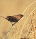 A spotted munia or scaly breasted munia or lonchura punctulata or nutmeg mannikin is perching on a sheaf of paddy Royalty Free Stock Photo