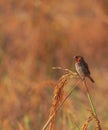 A spotted munia or scaly breasted munia or lonchura punctulata or nutmeg mannikin is perching on a sheaf of paddy Royalty Free Stock Photo