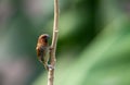 Spotted Munia Royalty Free Stock Photo