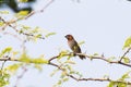 Spotted Munia Scaly breasted Munia