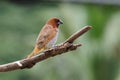 Spotted Munia on a tree branch