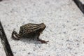 Spotted Narrow-mouthed Frog Kalophrynus interlineatus in Hong Kong Wetland Park Royalty Free Stock Photo