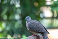 Spotted-necked Dove in the back yard.