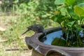 Spotted-necked Dove drink water.