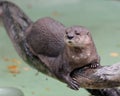 Spotted-necked otter