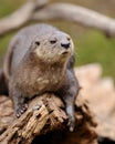 Spotted-necked otter